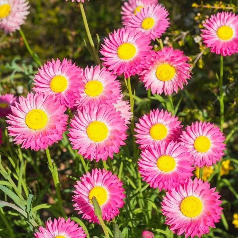 Acroclinium Mix Flower Seeds(40 Seeds Approx.) With Free Plant Growth Booster And Supplement (Pack of 1)