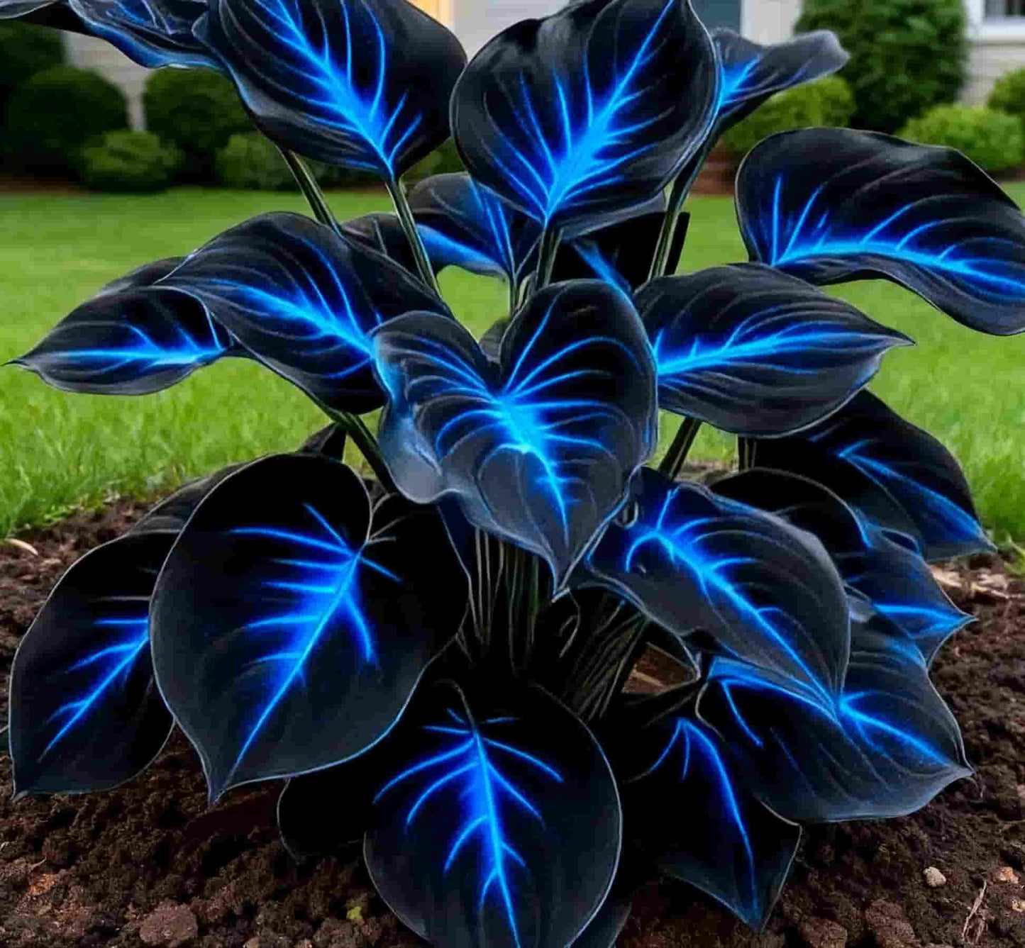 Blue Flame Hostas and Free Organic Pot Mix 100 Grams