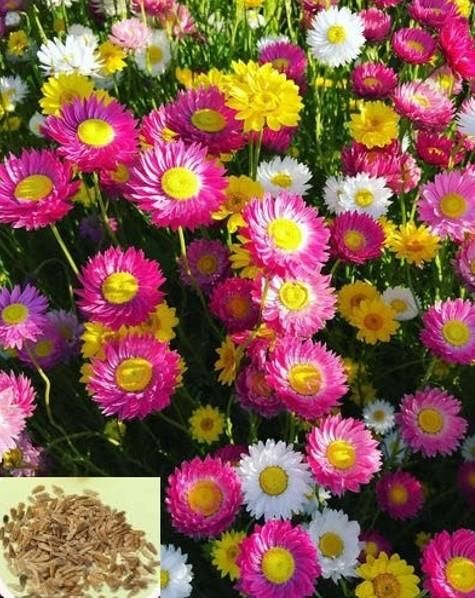 Acroclinium Mix Flower Seeds(40 Seeds Approx.) With Free Plant Growth Booster And Supplement (Pack of 1)