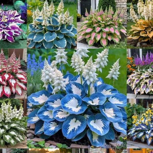 Shade-Tolerant & Cold-Hardy Hosta Flowers for Garden Landscaping