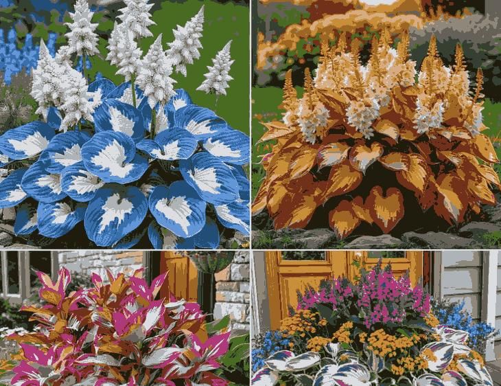 Shade-Tolerant & Cold-Hardy Hosta Flowers for Garden Landscaping